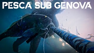 Pesca Sub Genova  Orata XXL 2020 [upl. by Gabriel35]