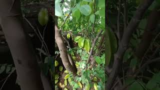 How Many Kamrangas In Small Tree Rintuvlogs7 gardening shorts [upl. by Nosraep]