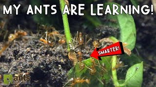 My Ants Are Learning [upl. by Ramonda]