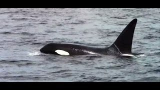 Chris Fishing and Whale Watching Monterey California [upl. by Atiroc]