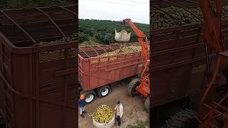 Lifting oranges onto truck process 🍊 [upl. by Assyn]