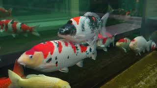 Amazing Backyard Feng Shui Koi Pond in London BIG KOI FISH [upl. by Snowman]