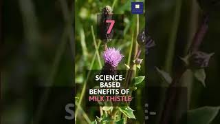 7 Benefits of Milk Thistle [upl. by Aylmer492]