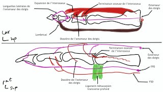 Arthrologie du membre supérieur Anatomie de la main [upl. by Liederman]