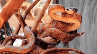 Neotropical bird snake📍Parque Reptilandia Costa Rica [upl. by Hagen]