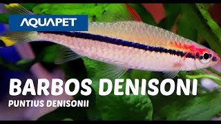 BARBOS DENISONI PUNTIUS DENISONII [upl. by Rednave]