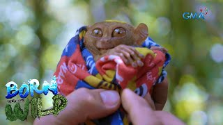 Born to be Wild Tarsier the world’s quotsecond smallest primatequot [upl. by Oulman]