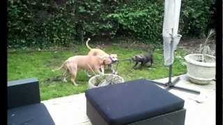 Battle Amstaff vs Staffy  Staffordshire Bull Terrier Bleu [upl. by Jeno255]