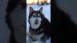 Singing Husky  7 Howls for First Snow [upl. by Charlotte725]