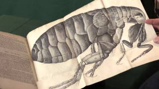 Robert Hooke Micrographia [upl. by Skylar]