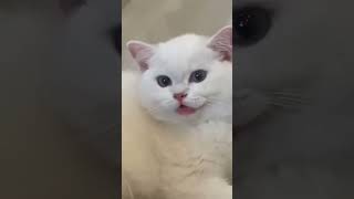 Cat funny video Tamil [upl. by Eenal]