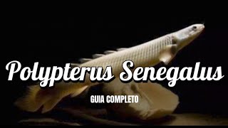 Polypterus Senegalus  Como criar em aquários [upl. by Jasun]