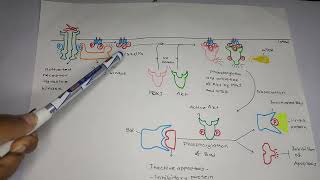 PI3 kinase Akt pathwayBangla [upl. by Oznecniv]