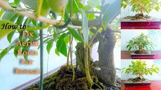 How to Grow Aerial Roots with Ficus Bonsai for beginners GREEN PLANTS [upl. by Ellecrag]