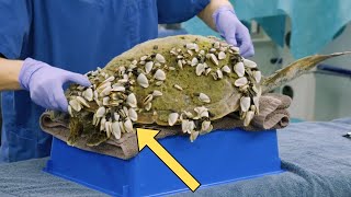 Sea Turtle Rescue  Watch as Barnacles Are Carefully Removed [upl. by Nettirb]