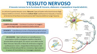 IL TESSUTO NERVOSO IN 4 MINUTI [upl. by Asyen]