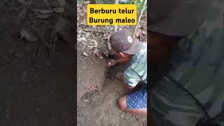 Petualangan berburu telur burung maleoberburu berburudihutan petualangliar berpetualangdihutan [upl. by Ytsim]