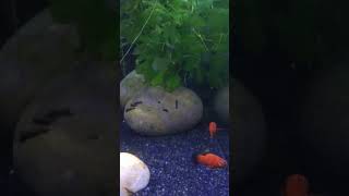 Platy and home raised mollys relief fishaquarium shortvideos fishbowl youtubeshorts [upl. by Hands]