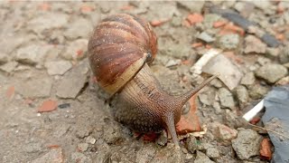 A snail is a shelled gastropod The name is most often applied to land snailsterrestrial pulmonate [upl. by Teiv]