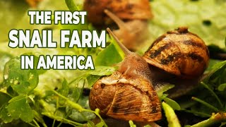 The First USDACertified SNAIL FARM in America  Peconic Escargot  The Daily Meal [upl. by Esirrehc]