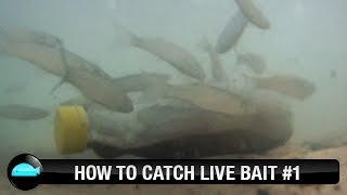 How To Catch Live Bait  We Flick Fishing Videos [upl. by Lledyr]