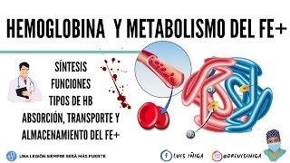 Fisiología Hemoglobina Síntesis Funciones Tipos  Metabolismo del hierro [upl. by Ledarf]