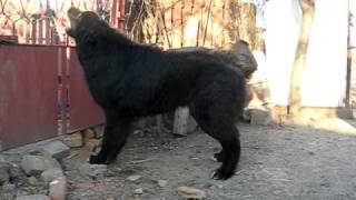 Romanian Raven Shepherd Dog  75 months  Ciobanesc corb [upl. by Ofilia]