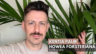 Kentia Palm Howea forsteriana  Care Guide and Growing Tips and Tricks [upl. by Demakis769]