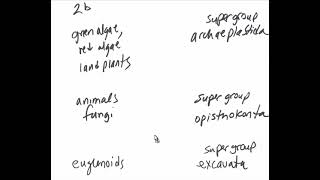 Gen Bio 2 low tech review  eukaryotic lineage supergroup drama [upl. by Stent]