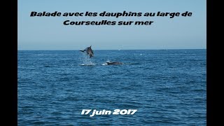 BALADE AVEC LES DAUPHINS JUIN 2017 COURSEULLES SUR MER [upl. by Agnola]