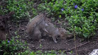 EASTERN GRAY SQUIRREL Sciurus carolinensis mating attempts [upl. by Fabyola818]