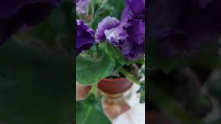 N166 Fialka АВ Сова gullar flowers фиалки violet shorts shortvideo [upl. by Korman]