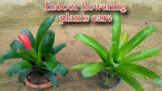 Master the Art of Bromeliad Plant Care in Hindi [upl. by Suedaht630]