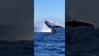 what happen when whale dies  shorts sciencefacts factshorts viralvideo facts ytshots [upl. by Anitsahs]