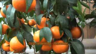 Kumquat Clementine Mandarine  Zitruspflanzen bei wwwfloratoskanacom [upl. by Nylad]