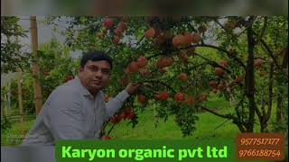 ONLY KARYON TECNOLOGY द्राक्षाच्या घडाप्रमाणे डाळिंब गुच्छ अधिक माहितीसाठी 95775171779766188754 [upl. by Elora]