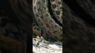 Iguana vs Snakes  Planet Earth II chase scene [upl. by Coretta]