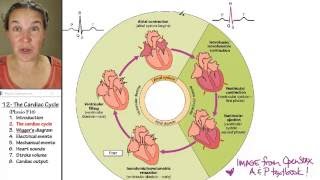 Cardiac cycle 2 Cardiac cycle [upl. by Karina470]