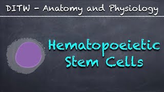 DITW  Hematopoietic Stem Cells [upl. by Oelgnaed140]