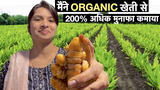 Organic Haldi farming business model in India  Turmeric Powder Profitable Agriculture [upl. by Miran]