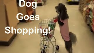 Ultimate Dog Tease Dog Goes Shopping Full Length [upl. by Bindman]