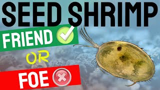 Seed Shrimp  Ostracods Friend or Foe in Freshwater Fish and Shrimp Aquariums [upl. by Stormie856]