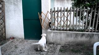 Chuck Nonoss le labrador joue avec le chatonyellow lab puppy with cat [upl. by Hteboj]