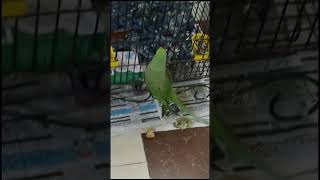 This item is too heavy for my Parrot ❤️ How to train a parrot 🦜Cute birds 😍😍 [upl. by Notnel]