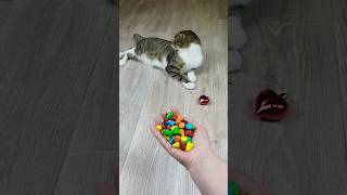 Funny Cat Barsik 🌈💎 Reverse Video reversevideo funny marblerunandmore cat [upl. by Hillari]