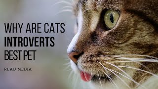 Why Are Cats Introverts best pet  Introverts  Read Media [upl. by Wendt643]