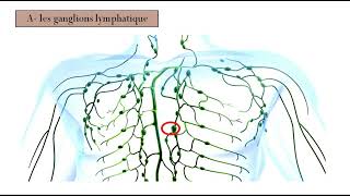 les organes lymphoides [upl. by Raney]