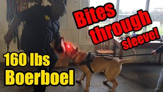 Boerboel Guard Dog Bites Through Sleeve in Protection Training [upl. by Pantin]