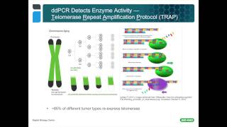 Using Droplet Digital™ PCR for Cancer and Liquid Biopsy Studies [upl. by Leveridge]