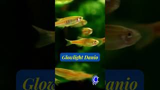 Glowlight Danio [upl. by Albie]